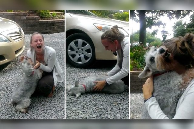 This dog passes it out because it is so excited.