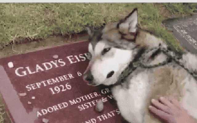 This husky is laying on its former owner's grave.