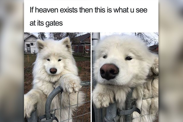 This meme shows a dog who is happy to see its owner.