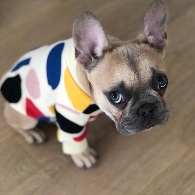 Cute frenchies discount