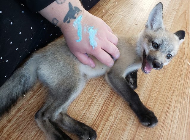 dog named Kit Foxington