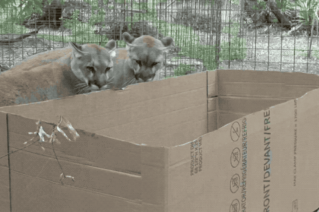16 Big Cats Who Love Boxes More Than House Cats