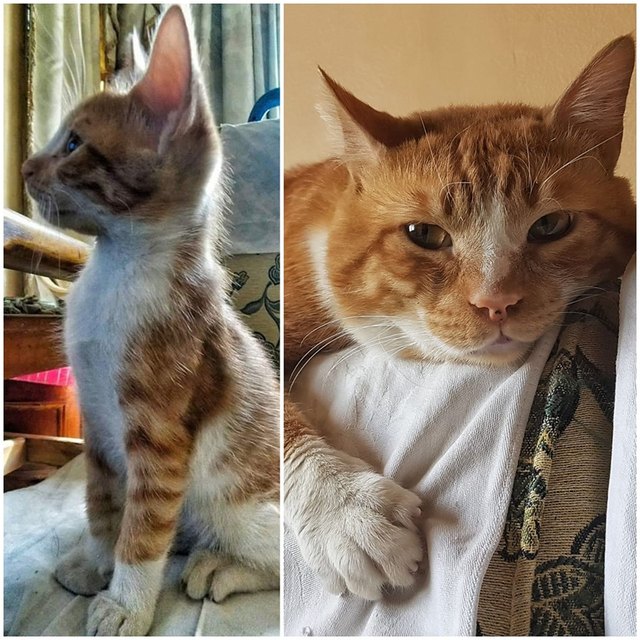 orange tabby cat named Kalbaz