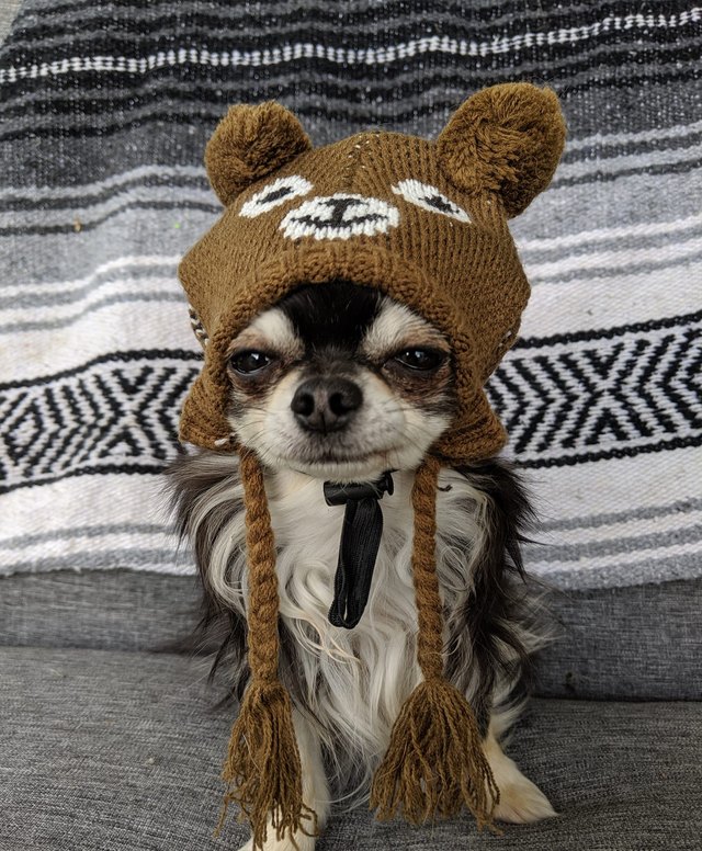 dog in hat named Splinter