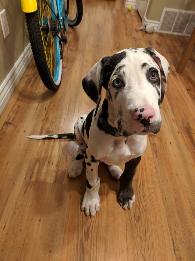 dog named Zuke