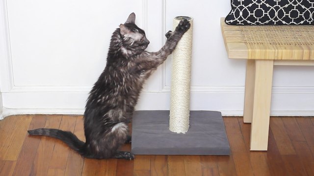 Cat scratching claws on scratch post