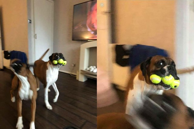 boxer dog named Banter