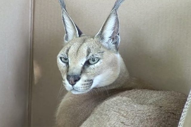16 Big Cats Who Love Boxes More Than House Cats