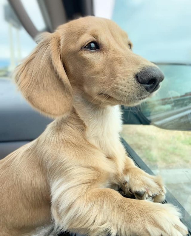 dog named Applesauce