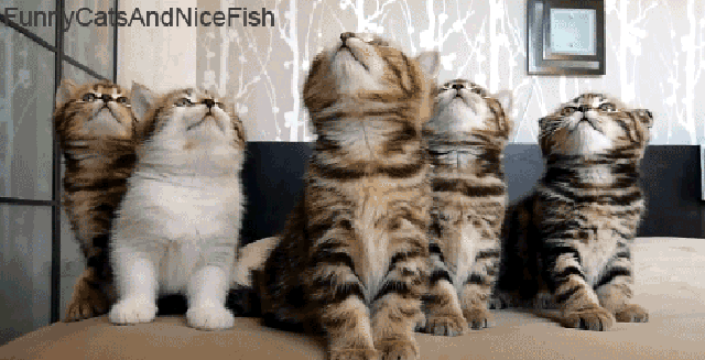 21 Amazing Facts About Cats That You Never Knew