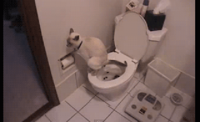 21 Amazing Facts About Cats That You Never Knew