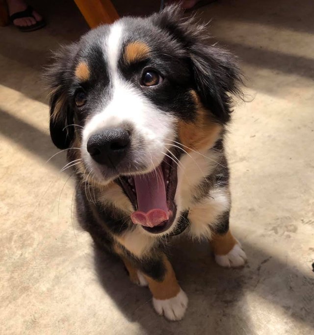 dog named Pinecone