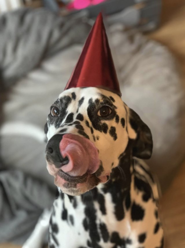 Dalmatian dog named Nacho Pants