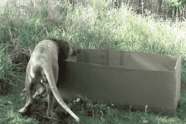 16 Big Cats Who Love Boxes More Than House Cats