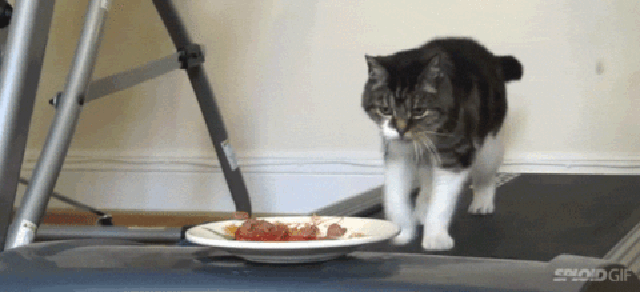 21 Amazing Facts About Cats That You Never Knew