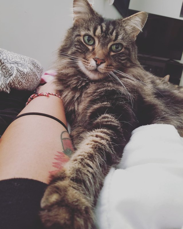 cat named Mookers