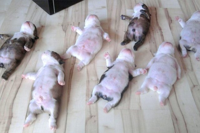 15 Sleepiest Puppies To Ever Take A Nap