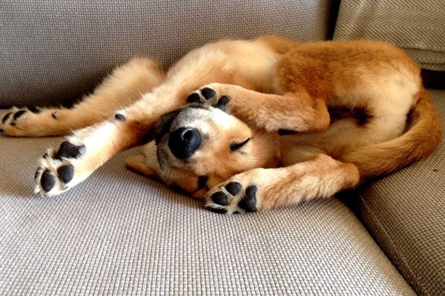 15 Sleepiest Puppies To Ever Take A Nap