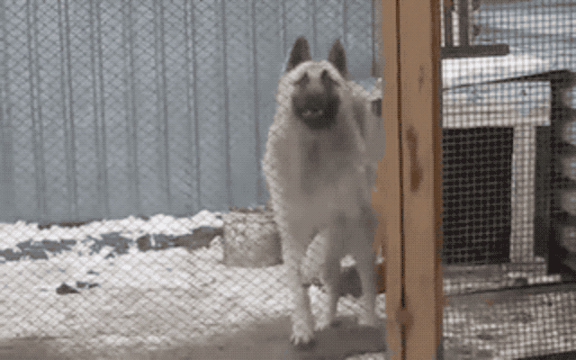 This dancing dog is hyper!