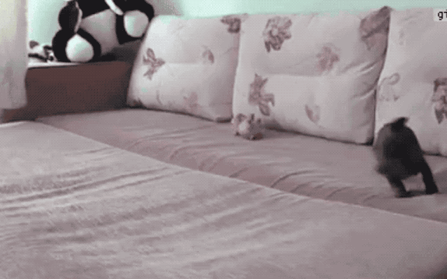 Is this dog hyper or does it have ADHD