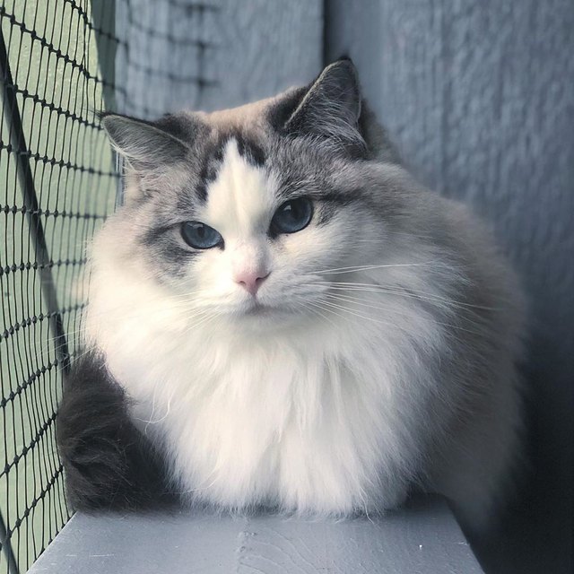 17 Of The Prettiest Ragdoll Cats On The Internet