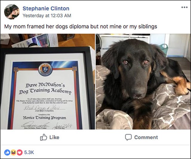 Human Children Are Shocked And A Little Jealous By What Mom Does Canadian Mom Frames Dog S Diploma