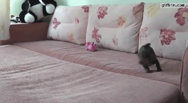 Dogs With A Major Case Of The Zoomies