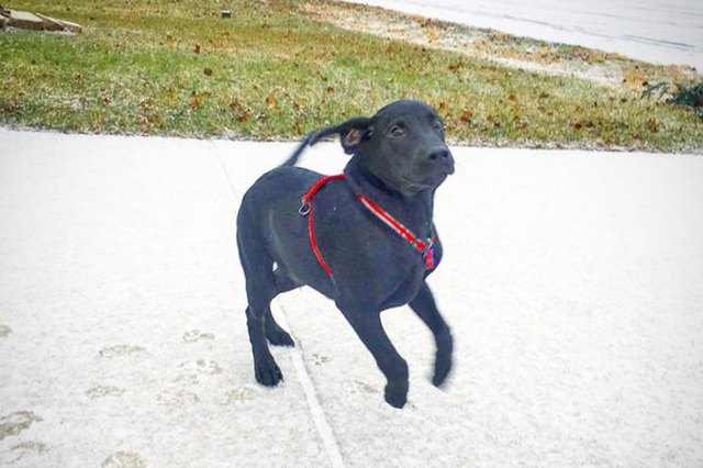 Dogs With A Major Case Of The Zoomies