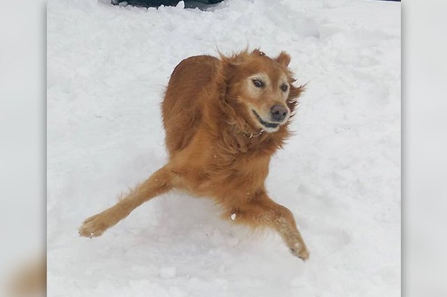 Dogs With A Major Case Of The Zoomies