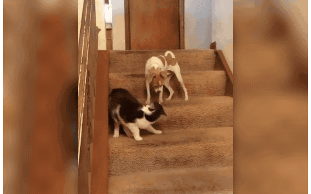 Dogs With A Major Case Of The Zoomies