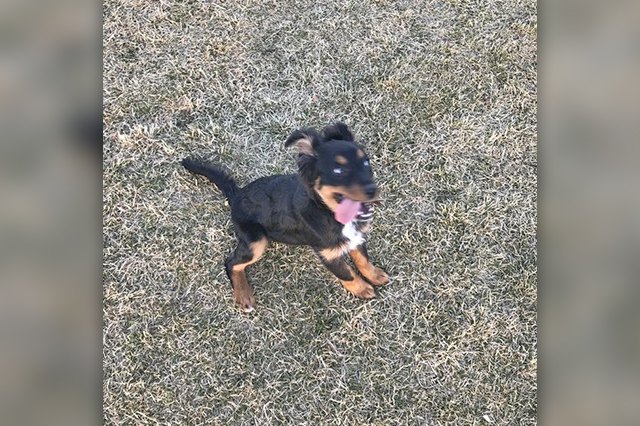 Dogs With A Major Case Of The Zoomies