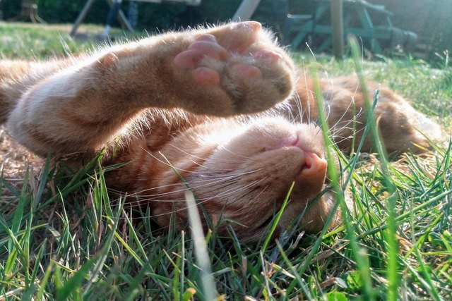 Cat lying in grass with arms outstretched.
