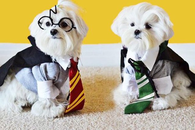 68 Pet Names for Harry Potter Fans | Cuteness