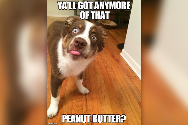 22 Dogs Who Are Really Excited To Eat Your Peanut Butter | Cuteness