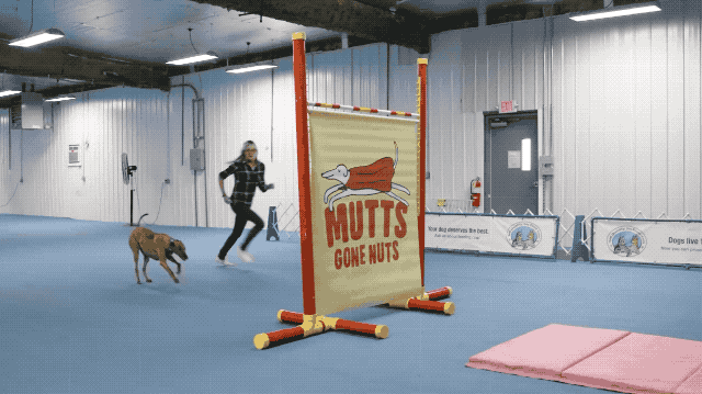 Here Are The World S Highest Jumping Dogs Cuteness
