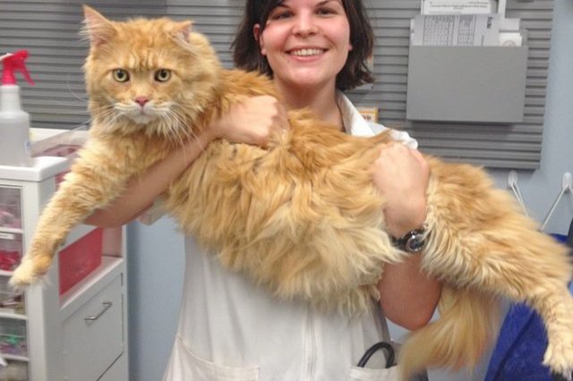 27 Ridiculously Big House Cats Cuteness