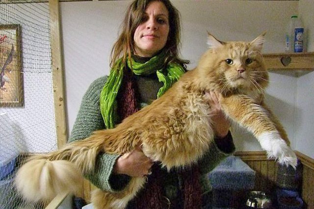 27 Ridiculously Big House Cats | Cuteness