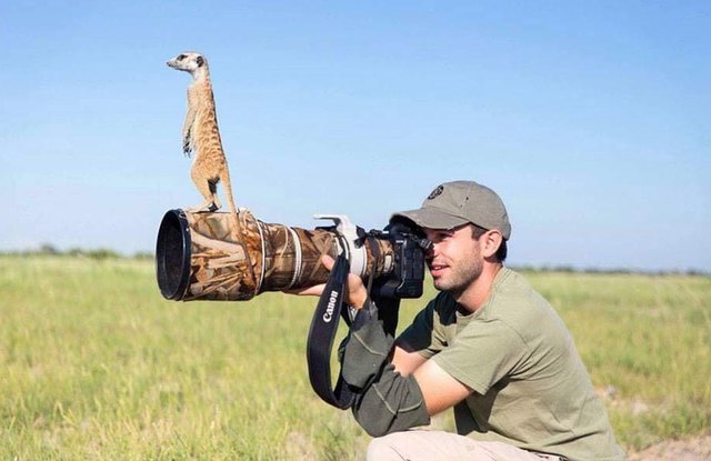 Animals interrupting wildlife photographers is our new favorite thing