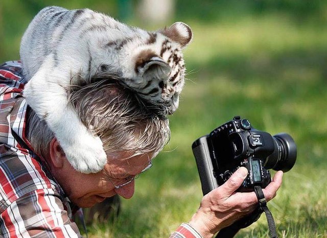 Animals interrupting wildlife photographers is our new favorite thing