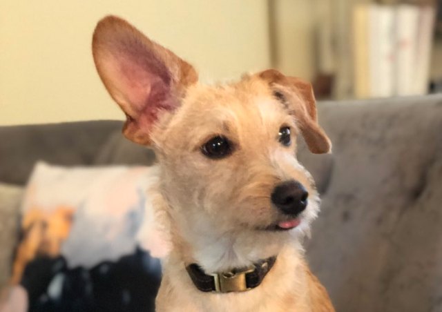 People have some wild pet names for their pets