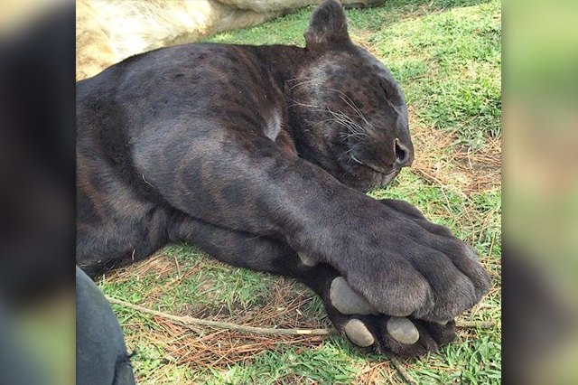Perfectly Pink Photos Of Kitty Toe Beans