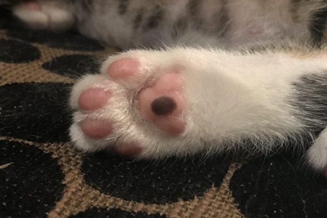 Perfectly Pink Photos Of Kitty Toe Beans