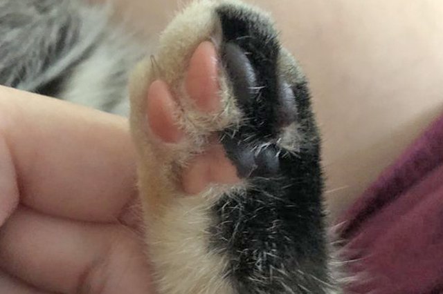 Perfectly Pink Photos Of Kitty Toe Beans