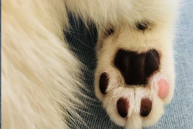 Perfectly Pink Photos Of Kitty Toe Beans