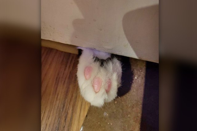 Perfectly Pink Photos Of Kitty Toe Beans
