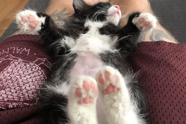 Perfectly Pink Photos Of Kitty Toe Beans