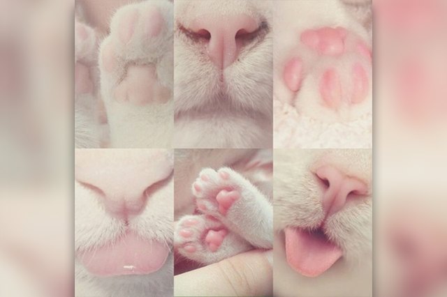 Perfectly Pink Photos Of Kitty Toe Beans