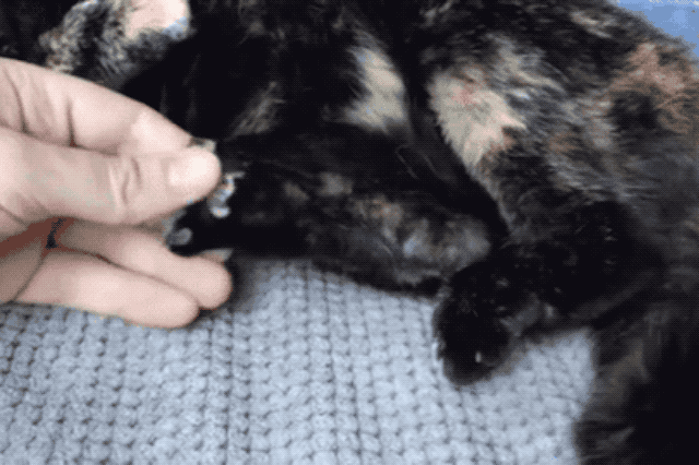 Perfectly Pink Photos Of Kitty Toe Beans