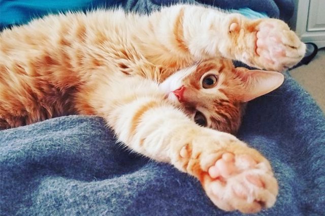Perfectly Pink Photos Of Kitty Toe Beans