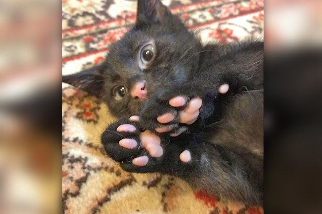 Perfectly Pink Photos Of Kitty Toe Beans